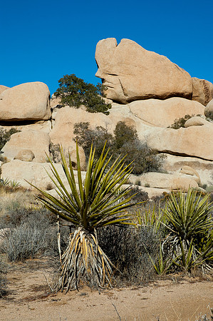 Joshua Tree National Park