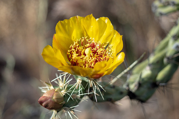 Arizona 2019