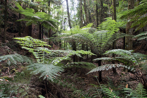 New Zealand 2013