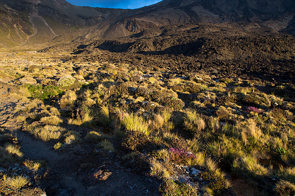 New Zealand 2013