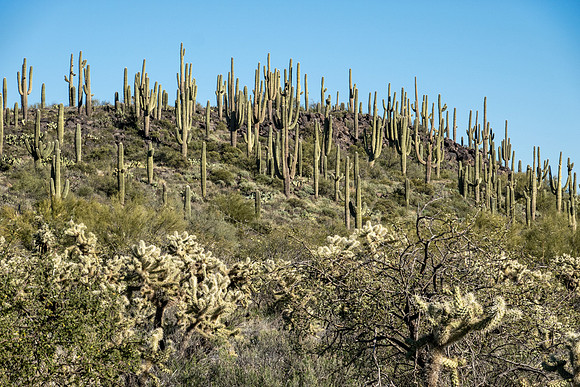 Arizona 2020