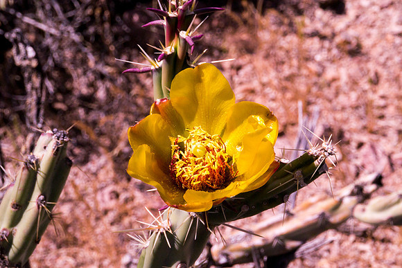 Arizona 2012 - Superstitions, Barkley Basin