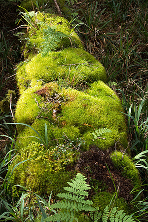 New Zealand 2013