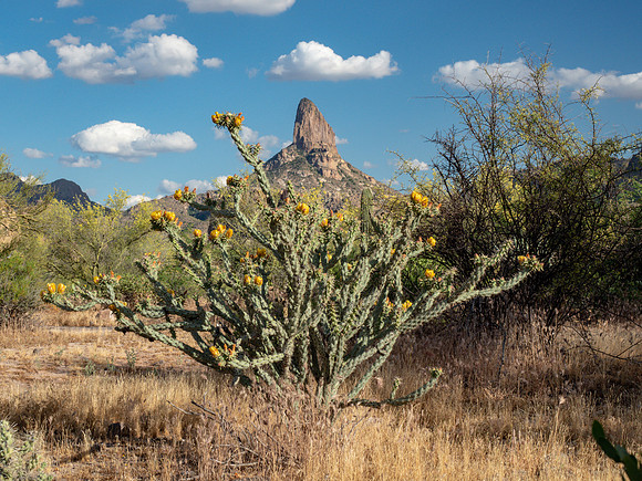 Arizona 2019