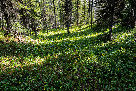 Pacific NW 2019