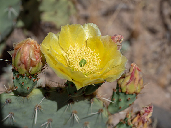 Arizona 2019