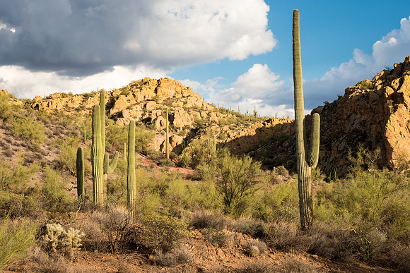 Arizona 2018