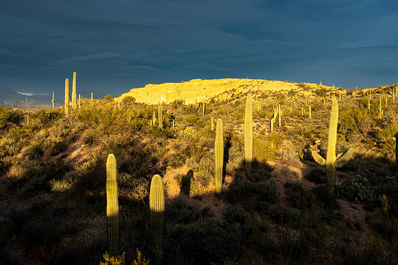 Arizona 2020