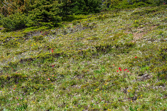 Pacific NW 2019