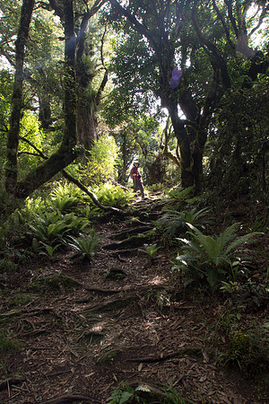 New Zealand 2013