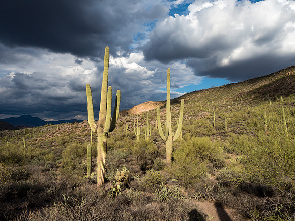 Arizona 2018
