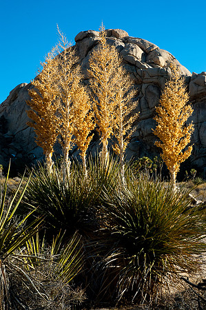 Joshua Tree National Park