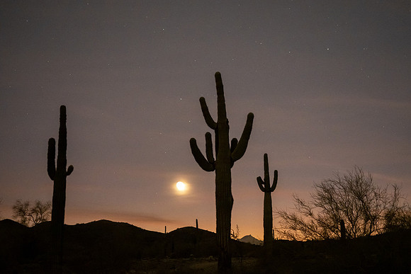 Arizona 2021