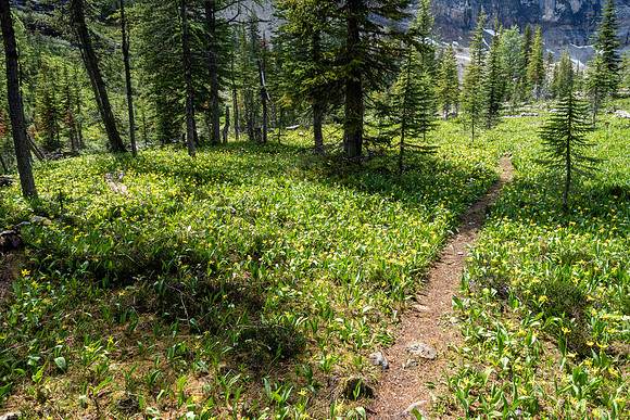 Pacific NW 2019
