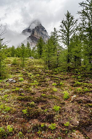 Pacific NW 2019