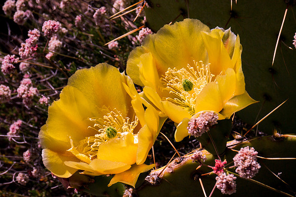 Arizona 2012 - Superstitions, Barkley Basin