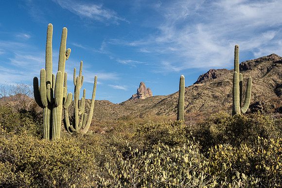 Arizona 2021