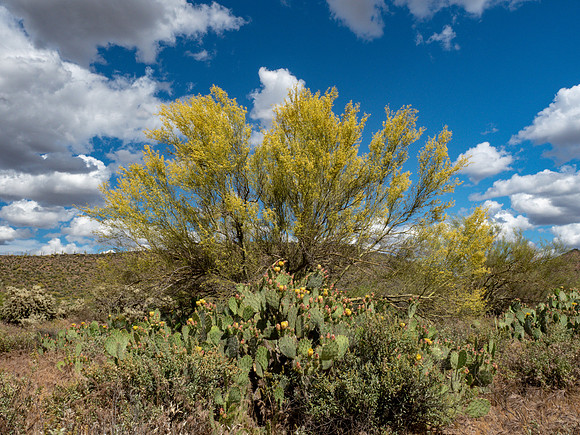 Arizona 2019