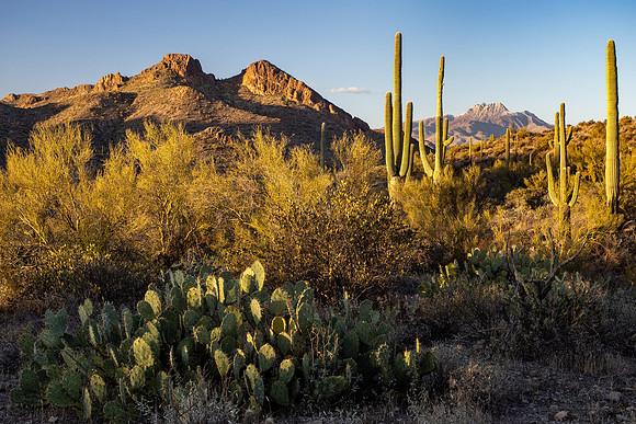 Arizona 2021