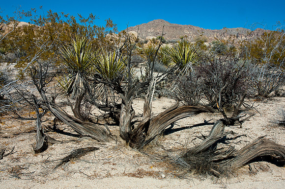 Joshua Tree National Park