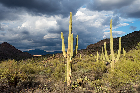 Arizona 2018