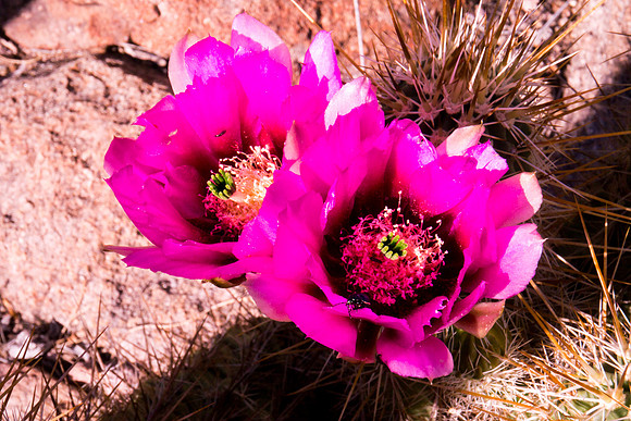 Arizona 2012 - Superstitions, Barkley Basin