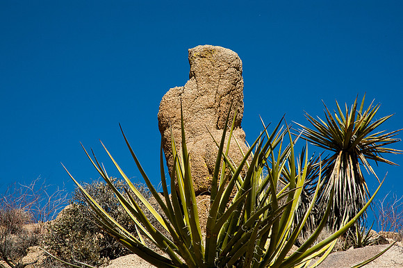 Joshua Tree National Park
