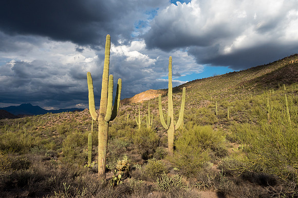 Arizona 2018