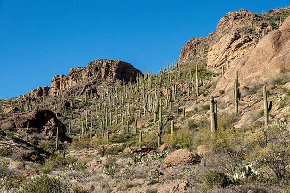 Arizona 2019