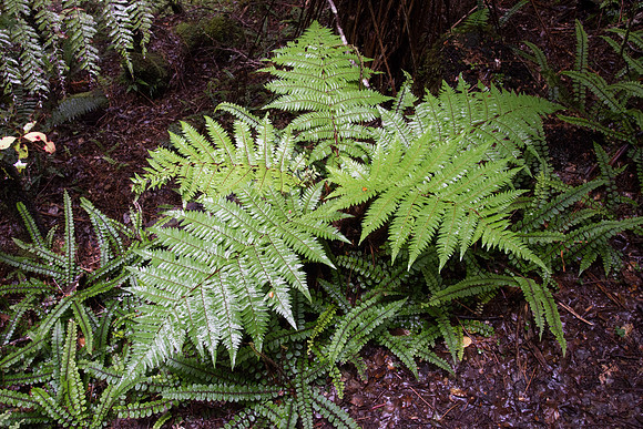 New Zealand 2013