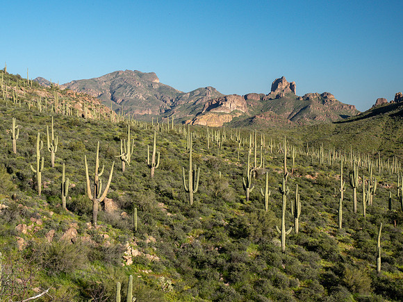 Arizona 2019