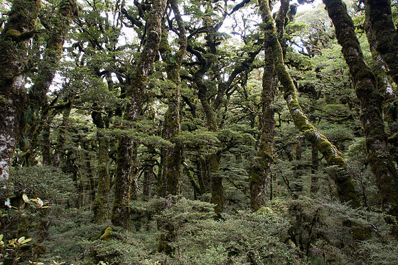 New Zealand 2013