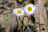 Boulder Canyon (Mar 2020)
