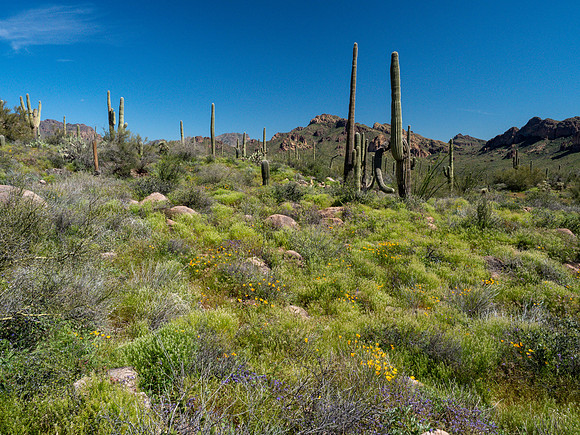 Arizona 2019