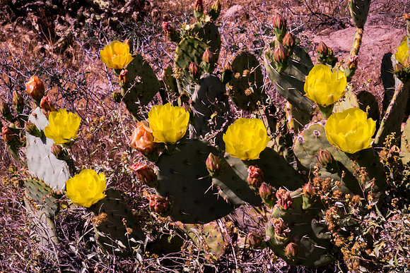 Arizona 2012 - Superstitions, Barkley Basin