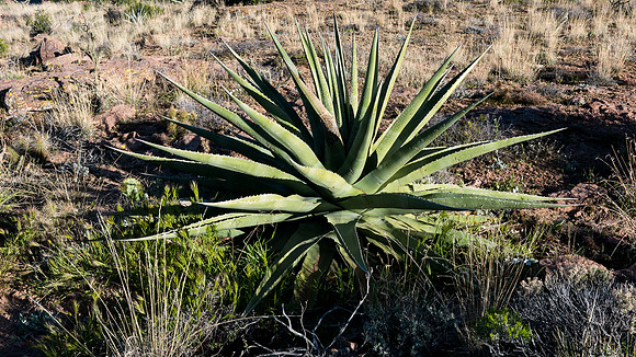 Arizona 2015 - Superstitions Ridge Hike (Mar)