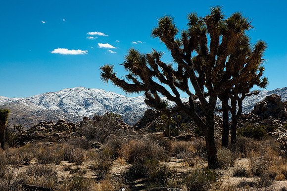 Joshua Tree National Park