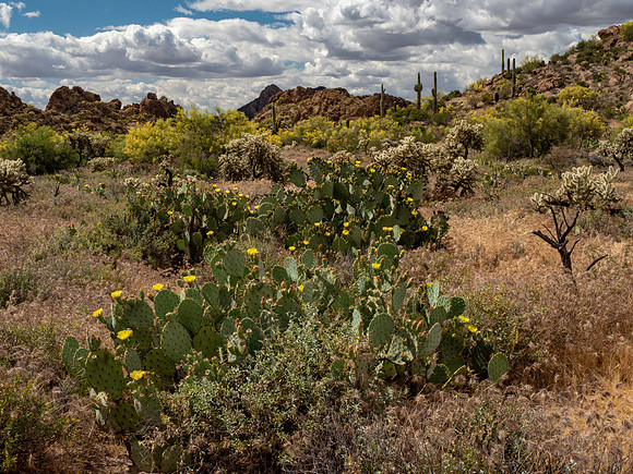 Arizona 2019