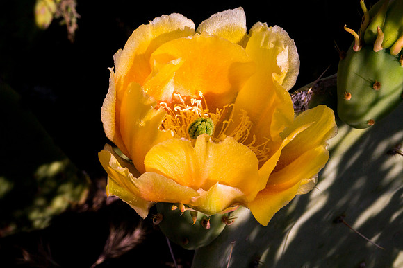 Arizona 2012 - Superstitions, Barkley Basin