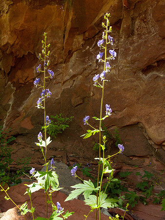 Arizona 2005