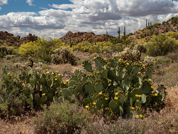 Arizona 2019