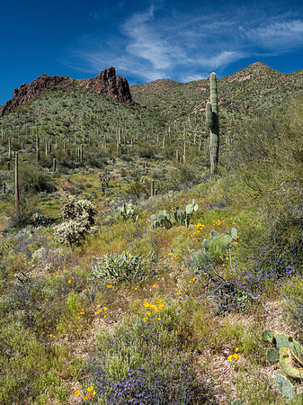 Arizona 2019