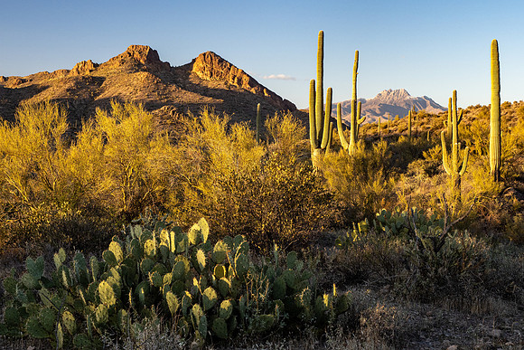 Arizona 2021