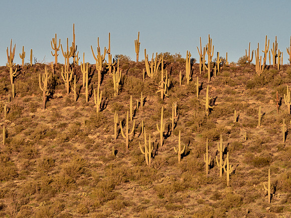 Arizona 2019