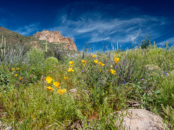 Arizona 2019