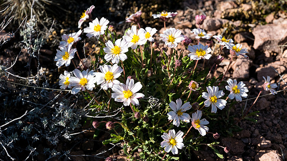 Arizona 2015 - Superstitions Ridge Hike (Mar)