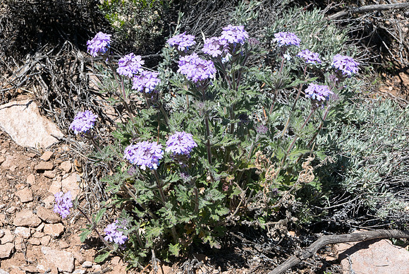 Arizona 2015 - Superstitions Ridge Hike (Mar)