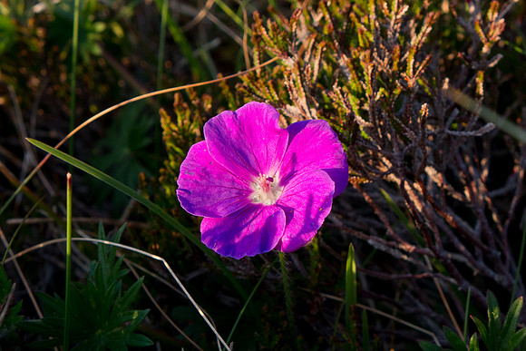 Ireland 2014 - Burren