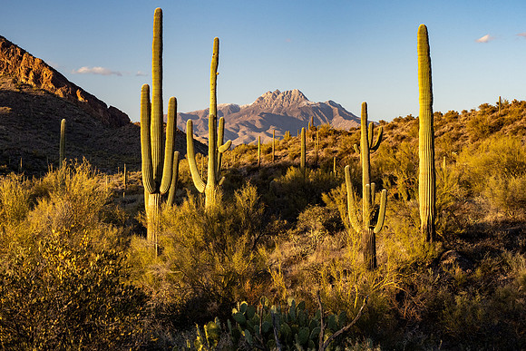 Arizona 2021