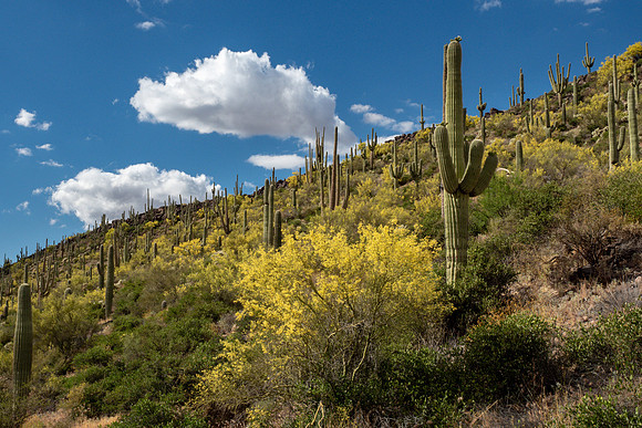 Arizona 2019